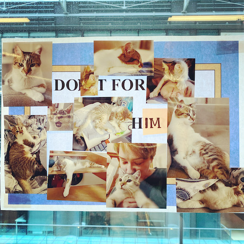 A poster features multiple pictures of an adorable young cat, with the words 'DO IT FOR HIM' peeking out from beneath the photos.